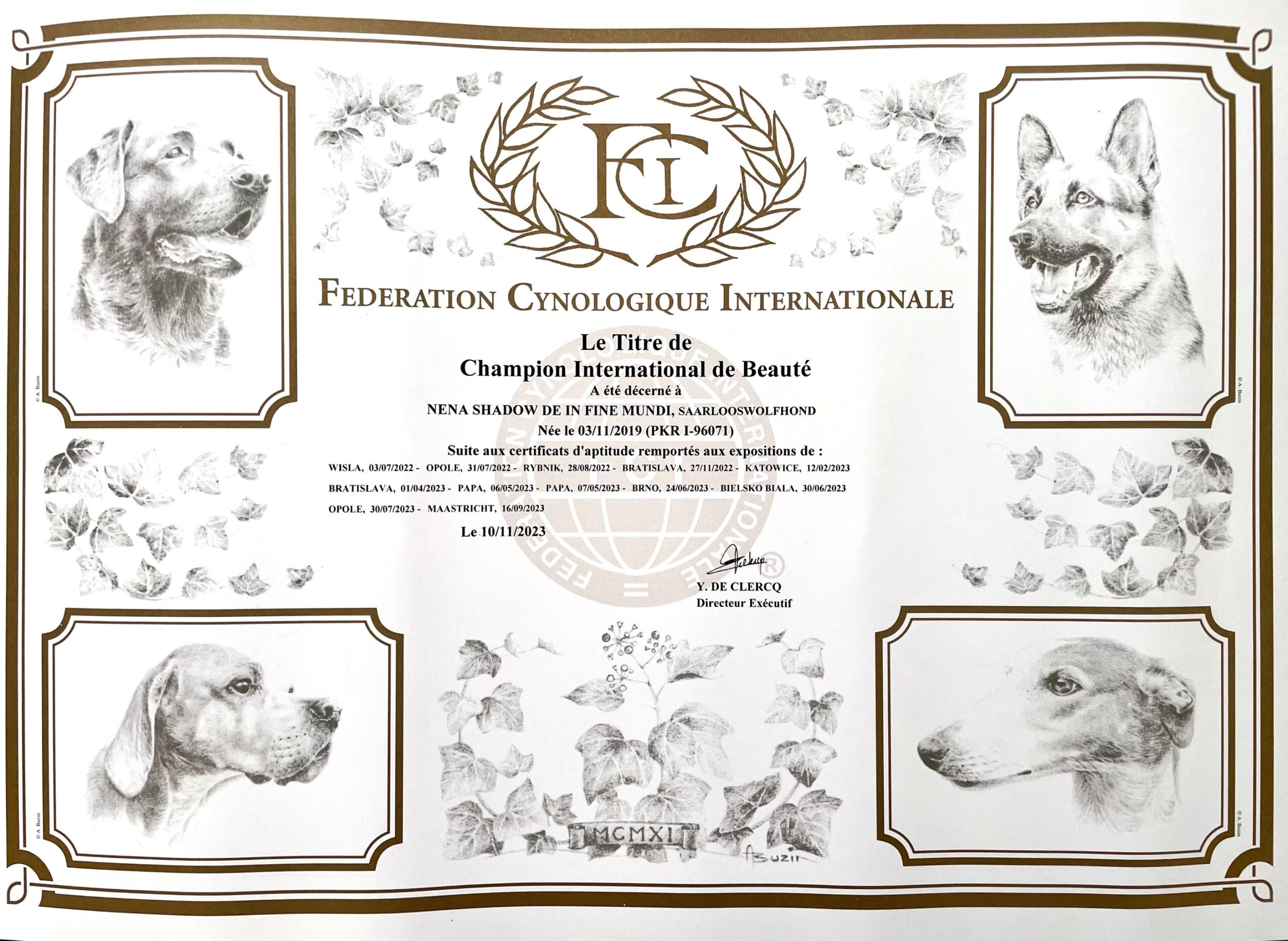 FCI CIB Nena Shadow Saarloos